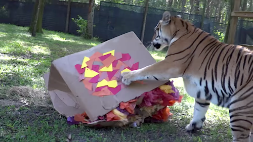 Big Cats Playing With Boxes