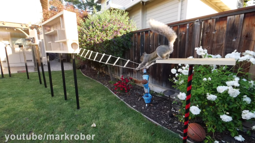 Former NASA Engineer Builds an Incredible Obstacle Course For the Squirrels That Are Stealing His Birdseed
