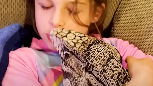 Giant Lizard Lovingly Cuddles With a Little Girl