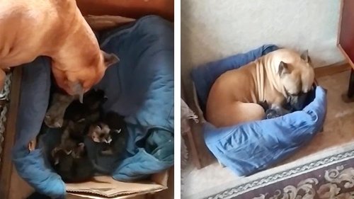 Maternal Dog Cares For Newborn Kittens as if They Were Her Own