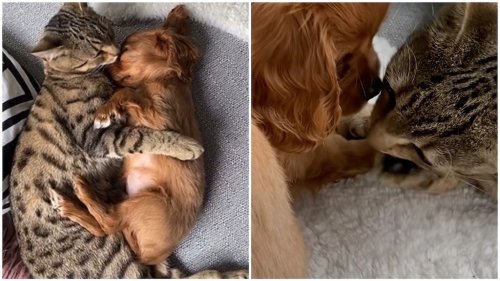 Cat and New Puppy Fall in Love With Each Other When Meeting for the First Time