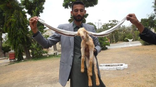 Baby Goat Sets World Record for the Longest Ears