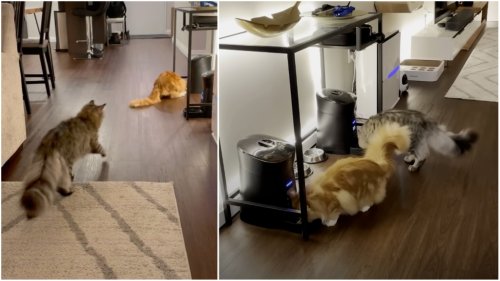 A Pair of Cat Brothers Race Each Other to the Food Bowl Every Time the Automatic Feeder Buzzes