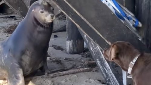 Sea Lion Comes Out of Ocean Daily to Visit Dog BFF