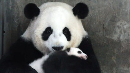 Panda Mom Lovingly Cuddles Cub Before and After Checkup