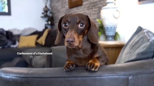 Deadpan Dachshund Struggles to Balance Ancestral Hunting Instincts With Life as a Spoiled House Pet