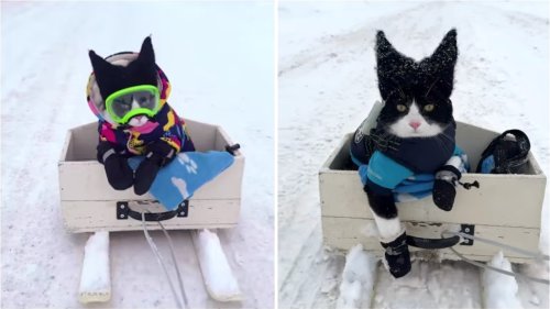 A Bundled Up Cool Cat Loves Snowy Sled Rides Provided by His Beloved Human