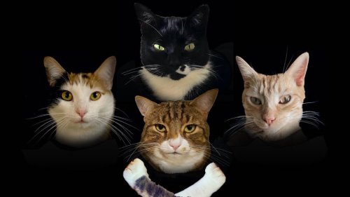 A Hilarious ‘Bohemian Rhapsody’ Parody With Feline Specific Lyrics Performed by a Quartet of Cats