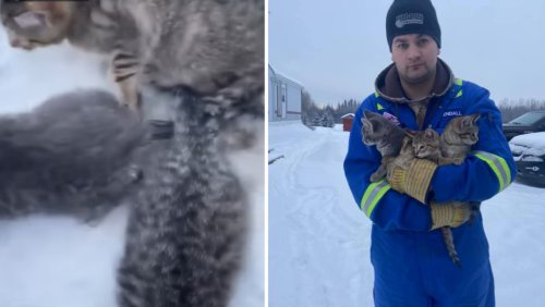 Worker Frees Kittens From Ice Using Lukewarm Coffee