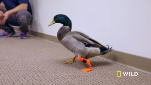 Pet Duck Born With Deformed Leg Gets an Amazing Safety Orange 3D Printed Replacement Prosthetic Leg