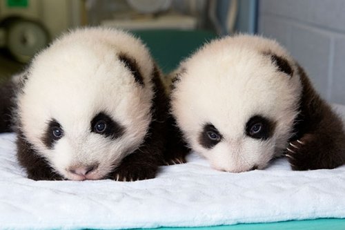 Time-Lapse Video of Baby Giant Panda Twins’ First 100 Days