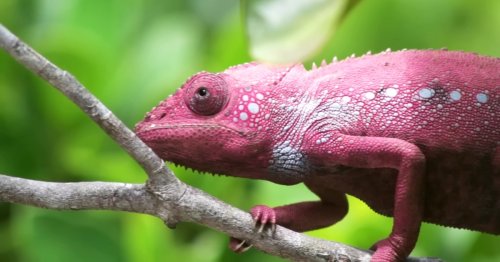 Gorgeous Footage of a Chameleon Changing Color Multiple Times In Three Minutes