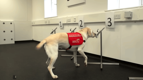 Four Dogs Set Guinness World Record for Most Medical Conditions Detected