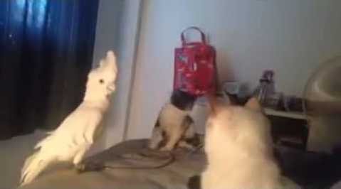 Silly Bird Meows Like a Cat to Scare Off Curious Kittens