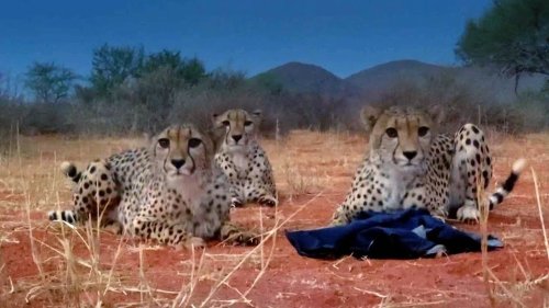 Trio of Playful Cheetahs Steal Cameraman’s Jacket
