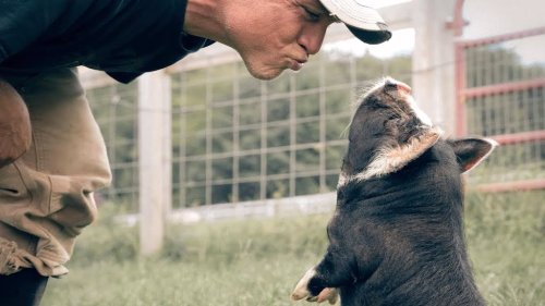 Disabled Pig Completely Captures Her Rescuer’s Heart