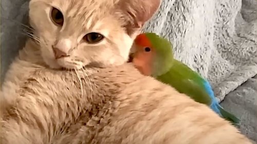 A Little Orange Cat Is in Love With a Tiny Love Bird