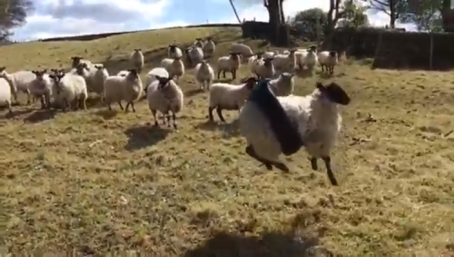 A Hapless Sheep Stuck in a Tire Swing Goes for an Unexpected Ride While Trying to Run Away