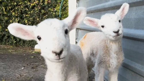 A Pair of Abandoned Lambs Adopt Their Rescuer as Their Mommy