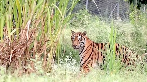 Tiger Takes Her First Unchained Steps as a Free Animal