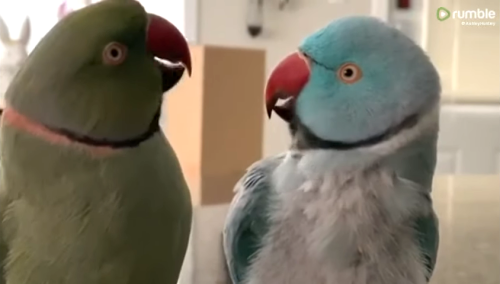 A Pair of Affectionate Parrots Engage in a Very Human Like Conversation With Each Other