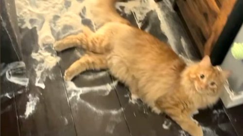 A Mischievous Yet Lovable Orange Cat Spills 20 Pounds of Sand All Over the Living Room Floor