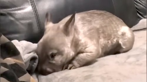 Rescued Baby Wombat Turns Into a Mischievous House Destroying Teenager
