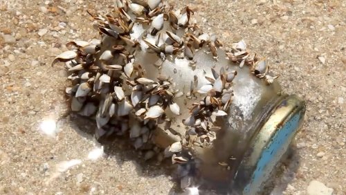 How Barnacles Baffled Biologists for So Long