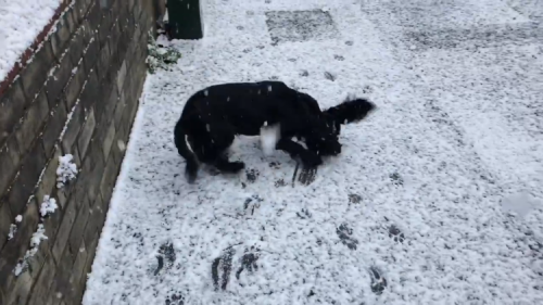 An Excited Little Black Dog in England Hilariously Experiences Snow For the First Time