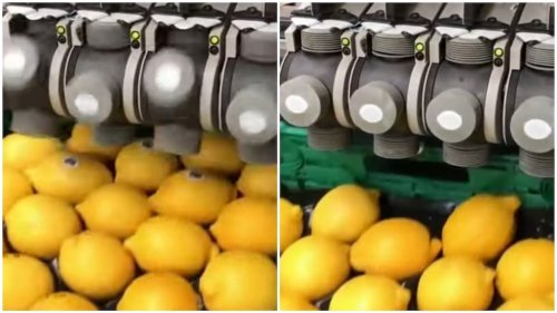 Oddly Satisfying Footage of Stickers Applied to Lemons