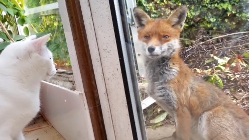House Cats Meet Wild Fox Through a Glass Door