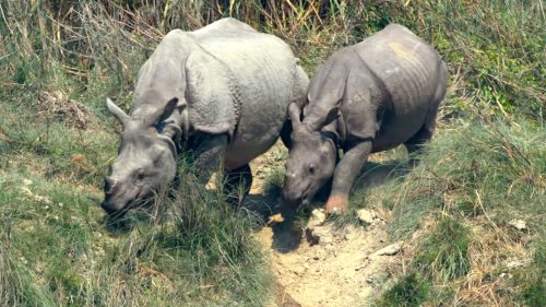 Baby Rhino Adorably Mimics Their Momma