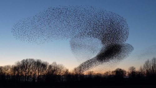 Photographer Captures the Utter Beauty of a Graceful Starling Murmuration Over the Dutch Countryside