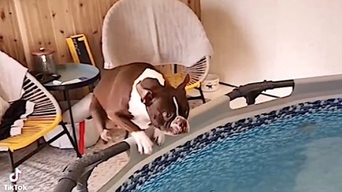 Man Builds Indoor Pool So His Dog Can Swim in Winter
