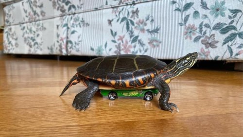 Turtle Zooms Around House on Top of Hot Wheels Car