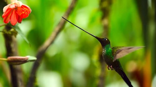A Tiny Hummingbird With a Beak Longer Than Its Body