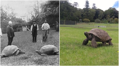 A Seychelles Giant Tortoise Named Jonathan Is the Oldest Known Living Land  Dwelling Animal in the World | Flipboard