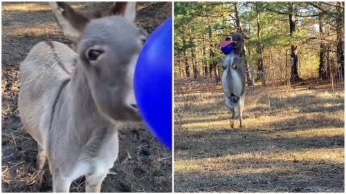 Giddy Donkey Jumps for Joy When He Gets a Big Blue Jolly Ball for Christmas