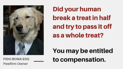A Hilarious Series of Parody Ads Featuring Dogs As Personal Injury Lawyers