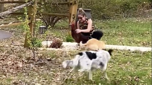 Devoted Rooster Excitedly Runs Alongside the Family Dogs To Welcome His Human Home