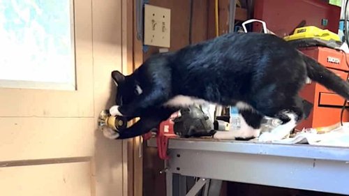 Tuxedo Cat Cleverly Escapes Shed by Turning the Doorknob With Both Paws to Open the Door