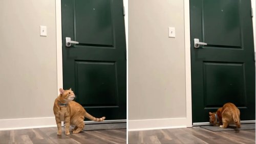 Camera Captures How a Vocal Orange Cat Reacts After His Human Leaves the Apartment