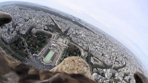 A White-Tailed Eagle Wearing a Camera Records a Breathtaking 111-MPH Flight Over Paris