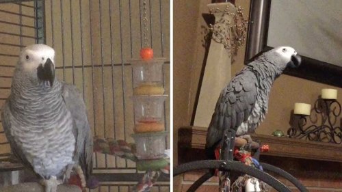 Irritated Parrot Repeatedly Tells Barking Dogs to ‘Stop It’