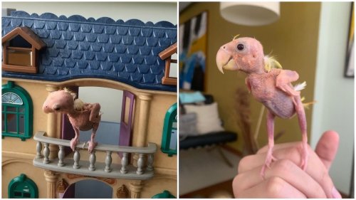 A Little Bald Lovebird Is Living His Very Best Life Despite Losing His Feathers and the Ability to Fly