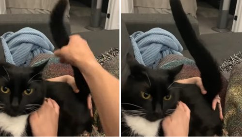 Tolerant Cat Lets Human Use Tail as a Prop Stick Shift