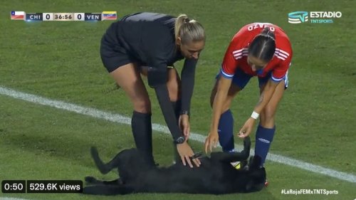 An Affectionate Dog Interrupts a Chile vs Venezuela Women’s Soccer Match for Some Belly Rubs
