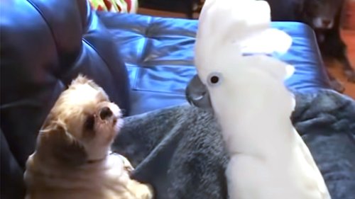 Cockatoo Cusses While Telling Dog About His Day