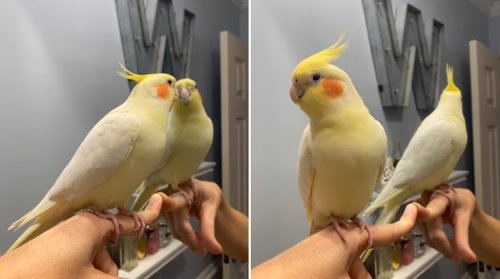 Clever Cockatiel Performs Queen’s ‘Another One Bites the Dust’ While Looking at His Reflection in a Mirror