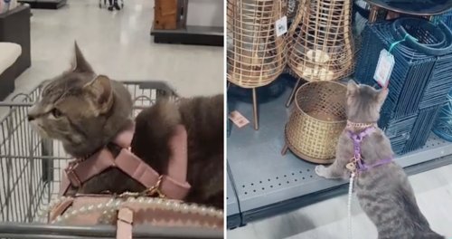 Gregarious Cat Adores Going Shopping With His Human